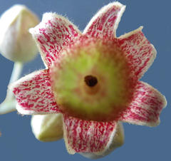 Brachychiton populneus