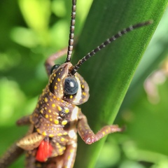 Monistria discrepans