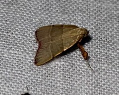 Basacallis tarachodes