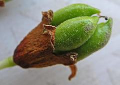 Brachychiton populneus