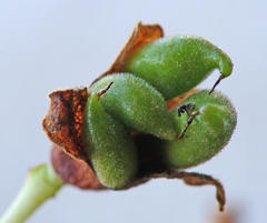 Brachychiton populneus