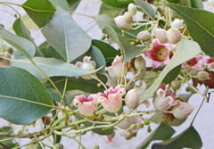 Brachychiton populneus