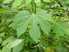 Cnidoscolus multilobus