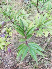Sambucus racemosa