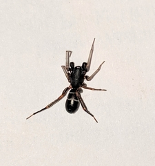 Castianeira cingulata