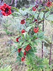 Sambucus racemosa