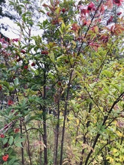 Sambucus racemosa