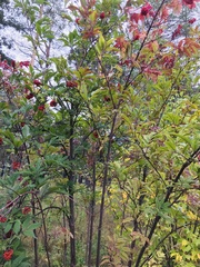 Sambucus racemosa