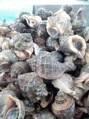 Xanthochorus cassidiformis