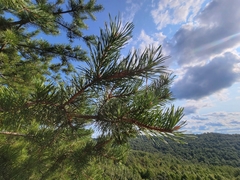 Pinus pungens