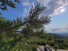 Pinus pungens