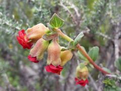 Hermannia ternifolia