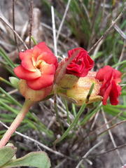 Hermannia ternifolia