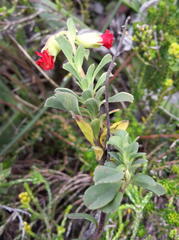 Hermannia ternifolia
