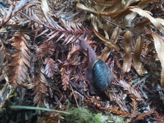 Monadenia subcarinata