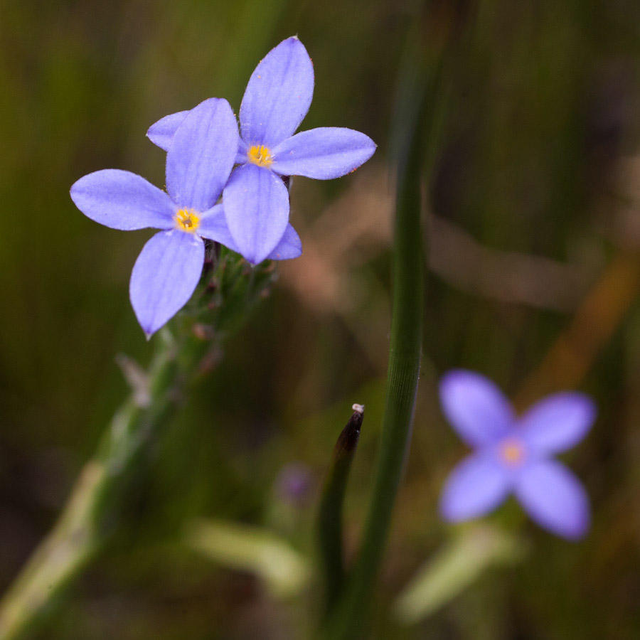 Pink Capesaffron