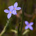 Gnidia penicillata - Photo (c) carinalochner, algunos derechos reservados (CC BY-NC)