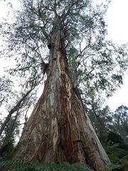 Eucalyptus denticulata
