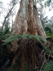 Eucalyptus denticulata