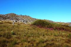 Erica bergiana bergiana