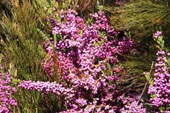 Erica bergiana bergiana