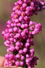 Erica bergiana bergiana