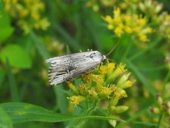 Crambodes talidiformis
