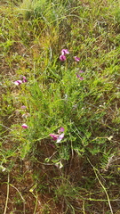 Swainsona plagiotropis