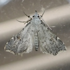 Redectis pygmaea