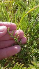 Swainsona plagiotropis