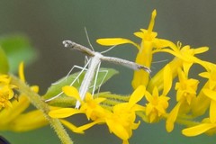 Lioptilodes albistriolatus