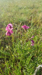 Swainsona plagiotropis