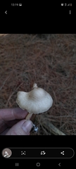Inocybe sindonia