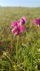 Swainsona plagiotropis