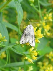 Crambodes talidiformis