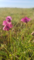 Swainsona plagiotropis