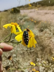 Acmaeodera gibbula