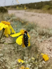 Acmaeodera gibbula