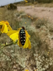 Acmaeodera gibbula
