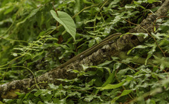 Marisora lineola