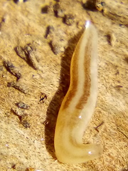 Argonemertes dendyi