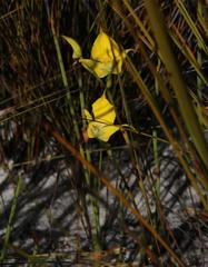 Disa tenuifolia