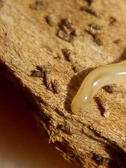 Argonemertes dendyi