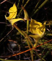 Disa tenuifolia