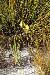 Disa tenuifolia