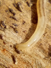 Argonemertes dendyi