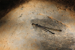 Argia extranea