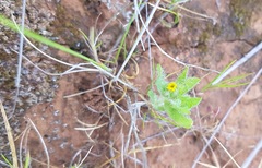 Triptilodiscus pygmaeus