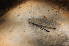 Argia extranea