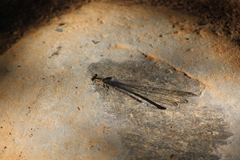 Argia extranea